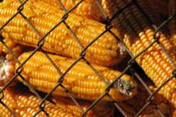 Корисни совети за складирање на пченка и спречување на појава на микотоксини