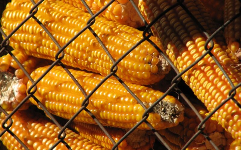 Шпанија итно ќе набавува пченка од Аргентина и од САД