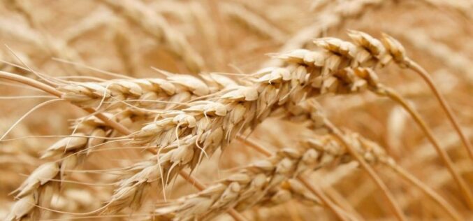 Ќе започне експериментирање со ГМ пченица во Британија