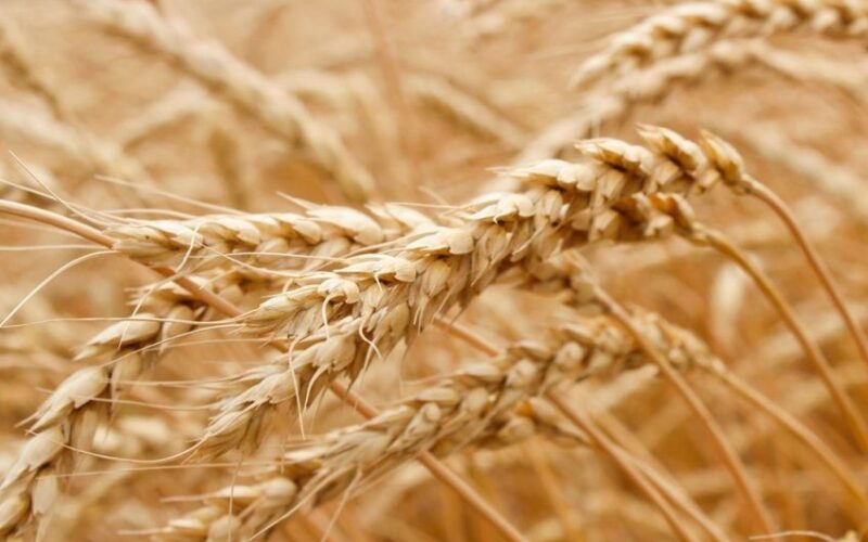 Ќе започне експериментирање со ГМ пченица во Британија