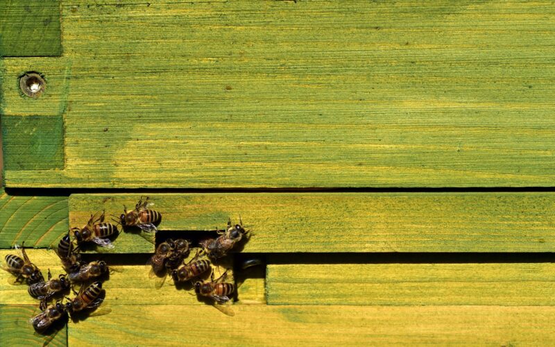 Франција: Најлошите приноси на мед во последните децении