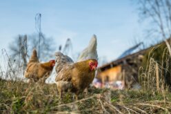 Светската организација за здравје на животните: Птичјиот грип повторно почна брзо да се шири