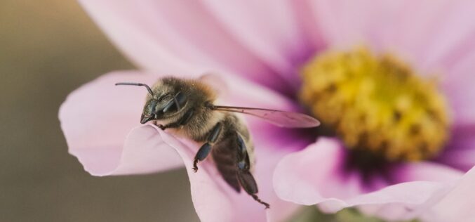 Француските пчелари бараат итна забрана на најчесто употребуваните хербициди, за ревитализација на и онака заболениот сектор