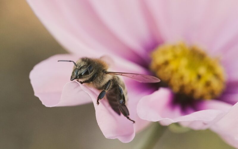 Француските пчелари бараат итна забрана на најчесто употребуваните хербициди, за ревитализација на и онака заболениот сектор