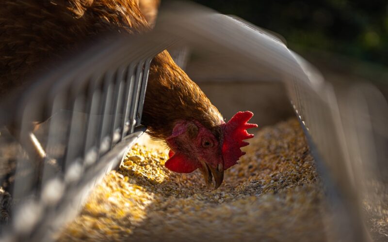 Во Англија потврден случај на птичји грип на мала живинарска фарма