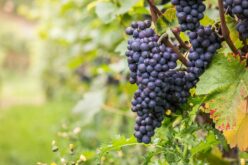 Заврши откупот на винското грозје – Откупени над 100, а извезени 3,4 милиони килограми грозје