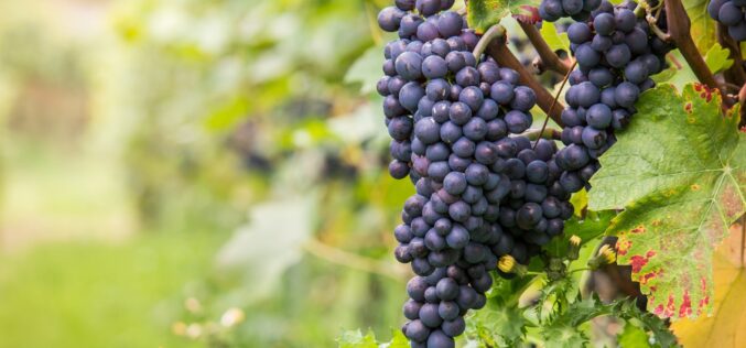 Заврши откупот на винското грозје – Откупени над 100, а извезени 3,4 милиони килограми грозје