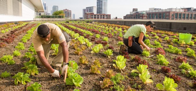 Зелени оази сред градското сивило – УРБАНО ЗЕМЈОДЕЛСТВО, нова профитабилна перспектива во производството на храна