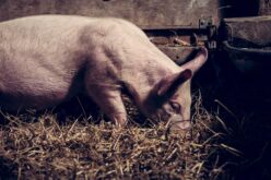 Ново истражување од Вагенинген – Храна базирана на инсекти може да ја замени сојата во исхраната на свињите