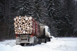 ДЗС: Намалување за 7,4% во производство на шумски производи во државните шуми