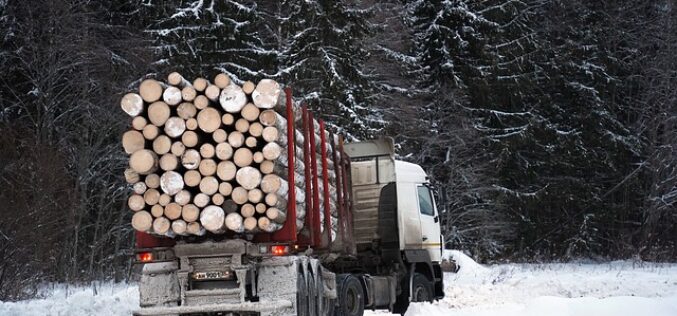ДЗС: Намалување за 7,4% во производство на шумски производи во државните шуми