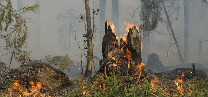 Извештај за шумските пожари во 2020 година од страна на Заедничкиот центар за истражување на Европската Унија