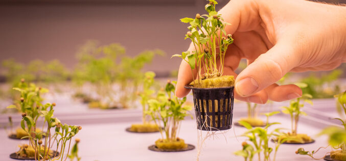 (Видео) Аеропоника – Современ метод на одгледување на растенија без земја