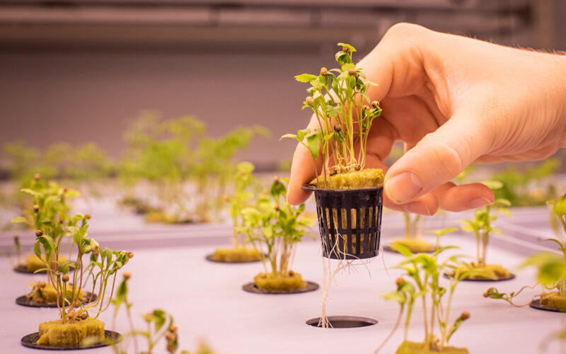 (Видео) Аеропоника – Современ метод на одгледување на растенија без земја