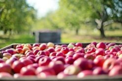 Владата усвои законски измени за доделување на финансиска поддршка за производителите на јаболко, ориз, грозје и вино