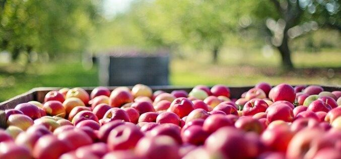 Владата усвои законски измени за доделување на финансиска поддршка за производителите на јаболко, ориз, грозје и вино