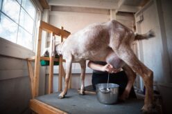 Исплата на средства од мерката „Директни плаќања за произедено кравјо, козјо и овчо млеко“