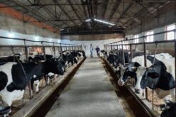 Посилни вредносни ланци за унапредување на домашниот потсектор за одгледување на говеда
