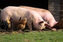 АХВ одзеде и уништи 29 неидентификувани свињи