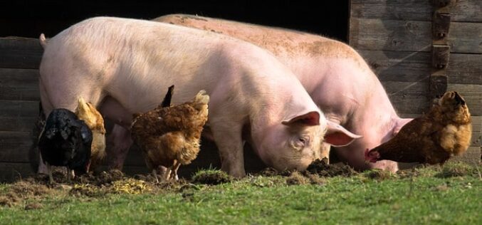 АХВ одзеде и уништи 29 неидентификувани свињи