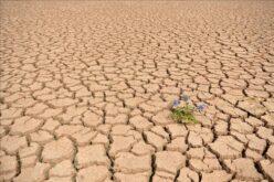 Може ли шпанското земјоделство да ја преживее зголемената суша?