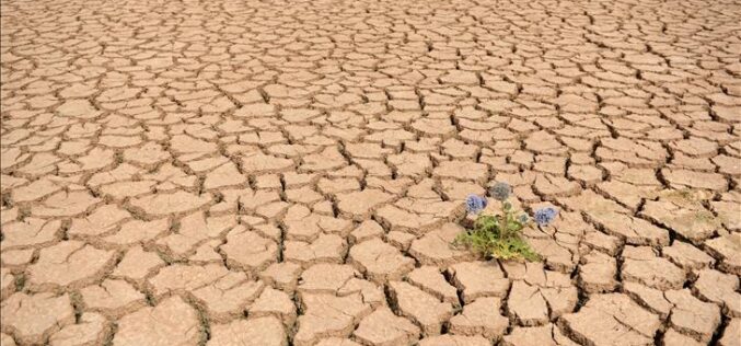 Може ли шпанското земјоделство да ја преживее зголемената суша?