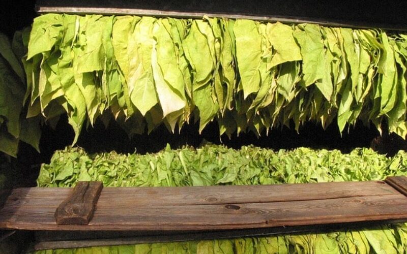 Абази: Просечната цена на тутунот да не биде под 250 денари