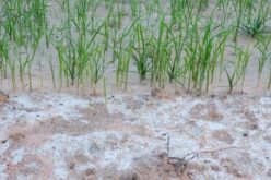 Засоленост на почвата – Еден од најголемите предизвици на модерното земјоделство
