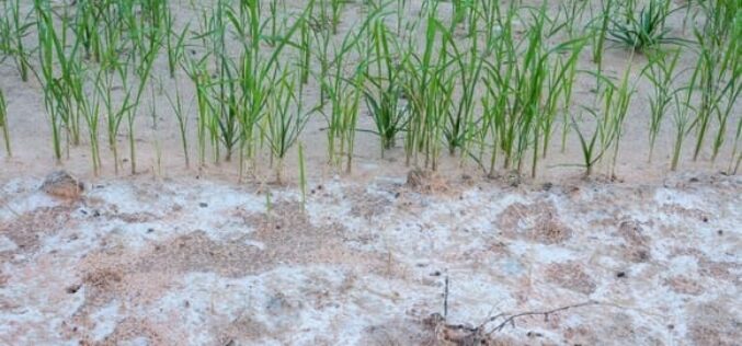 Засоленост на почвата – Еден од најголемите предизвици на модерното земјоделство