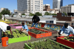 Свежи градинарски производи сред урбанизираните метрополи – Земјоделство на покрив од зграда