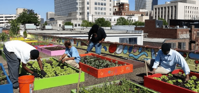 Свежи градинарски производи сред урбанизираните метрополи – Земјоделство на покрив од зграда