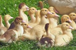 Откриен птичји грип на фарма во Холандија