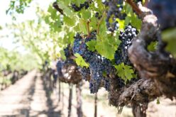 „Тиквешки лозароовоштари” бараат да се донесе закон со ќе се гарантира минимална откупна цена на грозјето