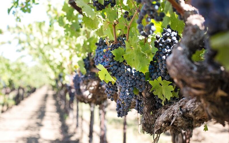 „Тиквешки лозароовоштари” бараат да се донесе закон со ќе се гарантира минимална откупна цена на грозјето