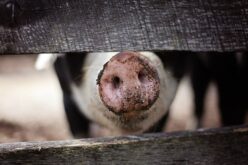 Црна Гора забрани увоз на свинско месо од  Р.С. Македонија