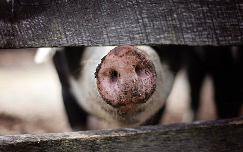 Црна Гора забрани увоз на свинско месо од  Р.С. Македонија