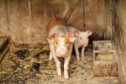 Бабовски: Цената на свинското месо нема да се зголеми, потребите на нашиот пазар целосно се задоволуваат од домашно производство