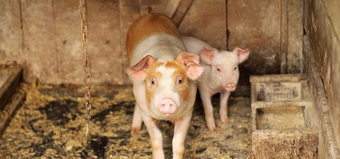 Бабовски: Цената на свинското месо нема да се зголеми, потребите на нашиот пазар целосно се задоволуваат од домашно производство
