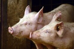 Потврден прв случај на Африканска свинска чума во земјава