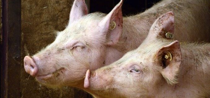 Потврден прв случај на Африканска свинска чума во земјава
