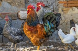 Во Франција поради птичји грип убиени 600 000 живина