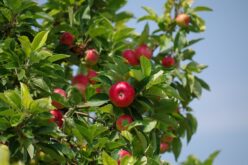 Николовски: Македонските јаболка ќе бидат достапни за нашите деца во секое училиште