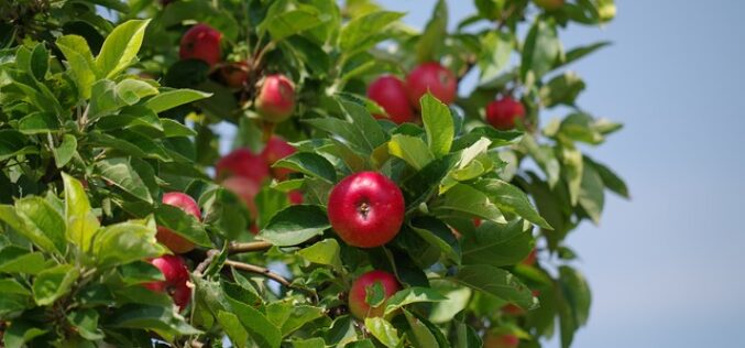 (Видео) Како да одгледате јаболкница за 3 години – од семка до плод!