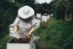 Николовски: Зголемени субвенциите по грло говеда и за презимено пчелно семејство