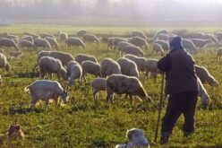 Николовски: Постигнат договор со одгледувачите на овци