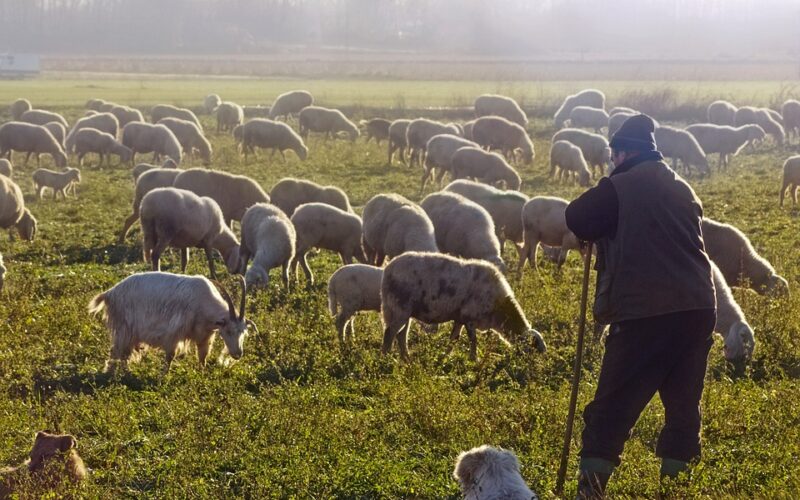 Николовски: Постигнат договор со одгледувачите на овци