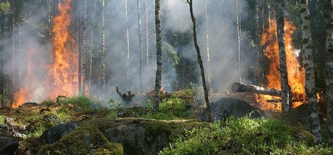 ОН: Катастрофални шумски пожари на глобално ниво би може да се зголемат за повеќе од 50 %