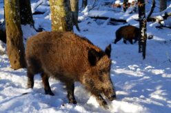 МЗШВ: Продолжен периодот за ловење на дивата свиња до 31.03.2022 година