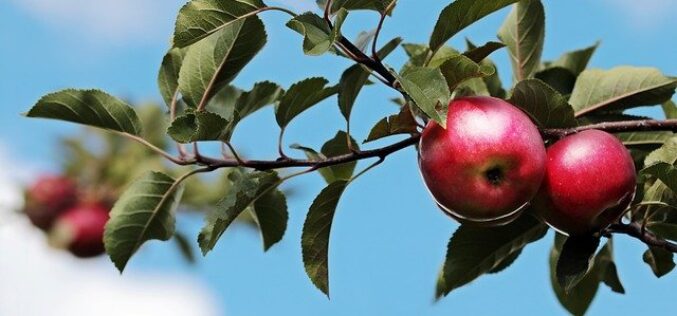 Стратегија за подобар пласман и заштита на македонските сорти на јаболка