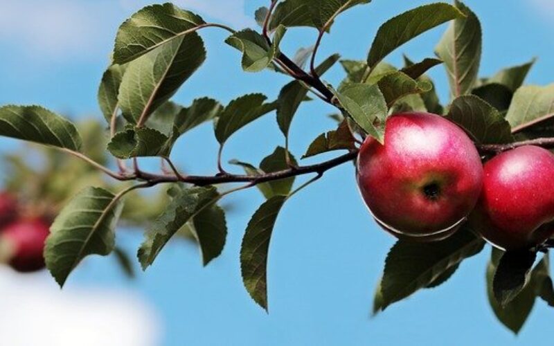Стратегија за подобар пласман и заштита на македонските сорти на јаболка
